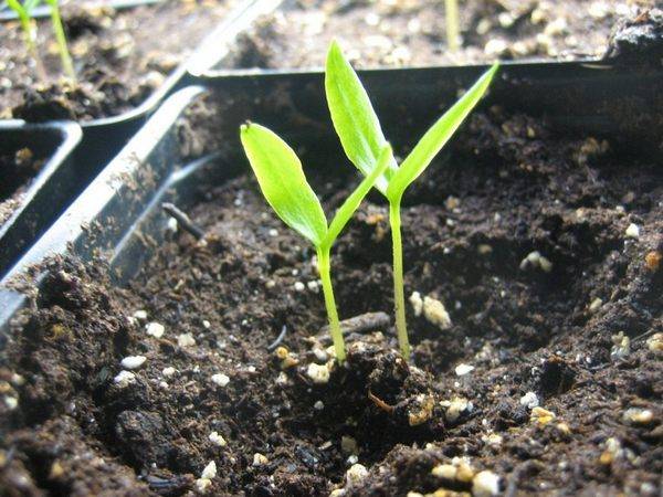 When to plant seedlings of pepper and eggplant