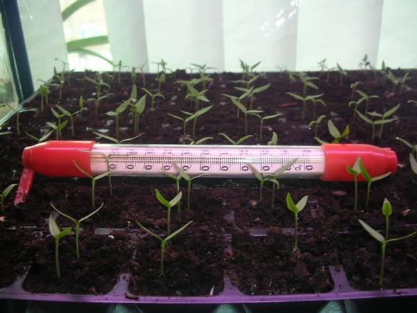 When to plant seedlings of pepper and eggplant