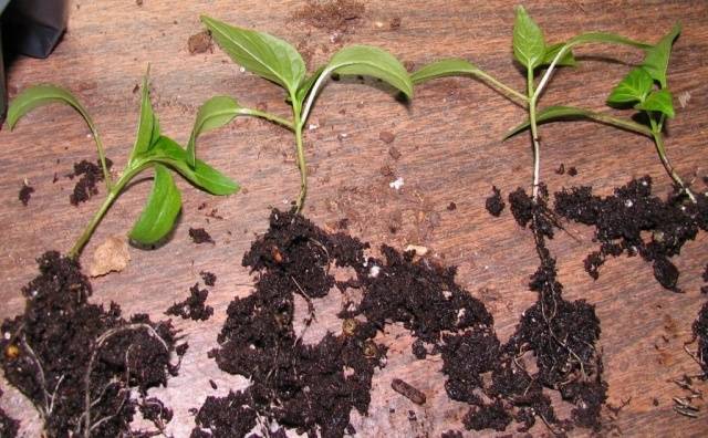 When to plant seedlings of pepper and eggplant