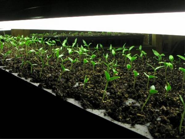 When to plant seedlings of pepper and eggplant