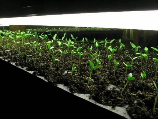 When to plant seedlings of pepper and eggplant