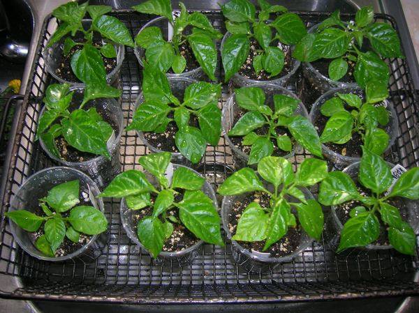 When to plant seedlings of pepper and eggplant