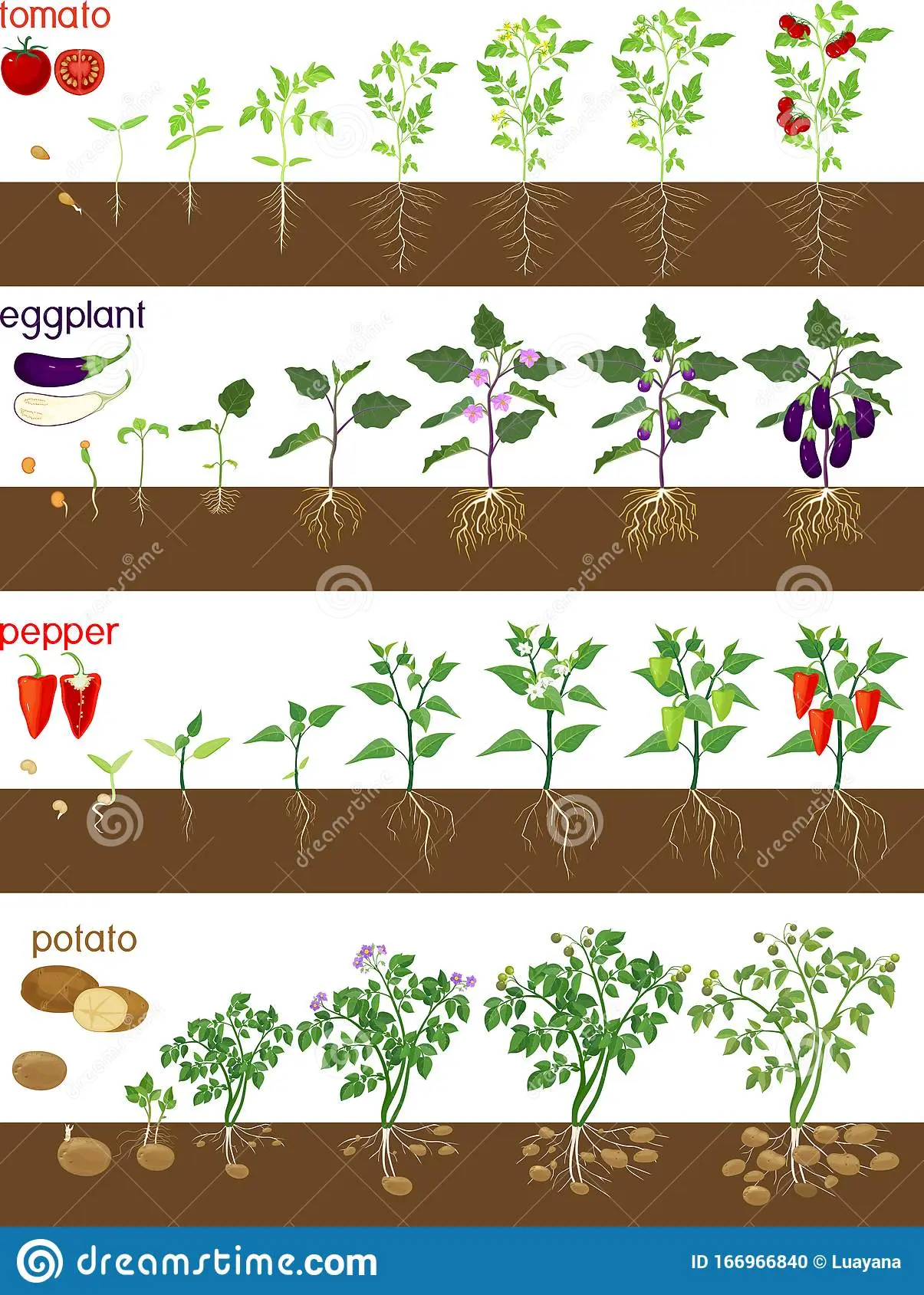 When to plant seedlings of pepper and eggplant