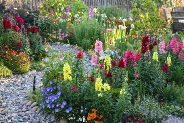 When to plant snapdragons for seedlings