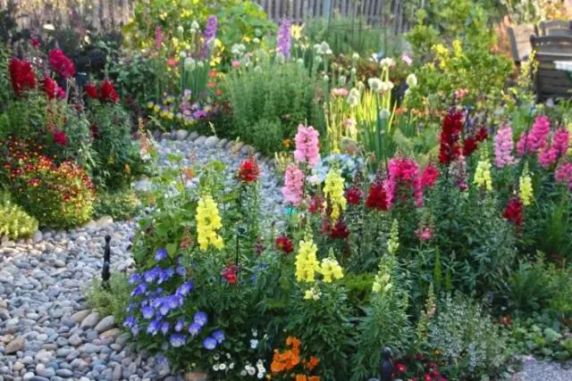 When to plant snapdragons for seedlings