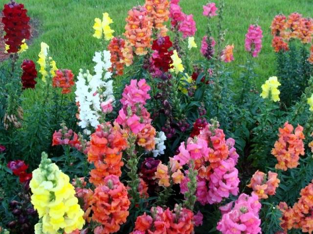 When to plant snapdragons for seedlings