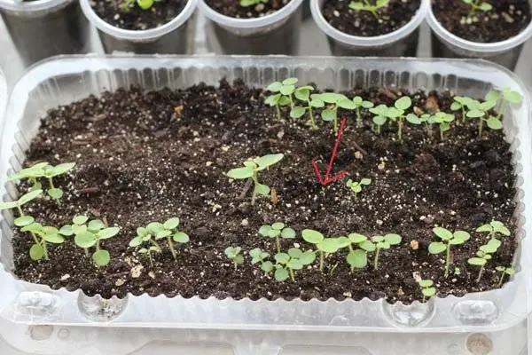 When to plant snapdragons for seedlings