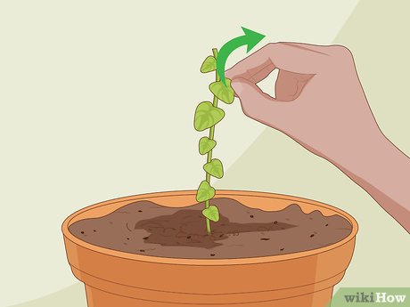 When to plant snapdragons for seedlings