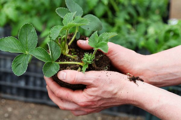 When to plant strawberries with a mustache and how to do it