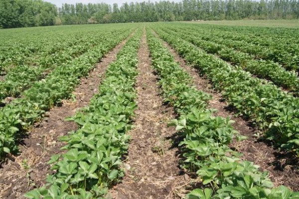 When to plant strawberries with a mustache and how to do it