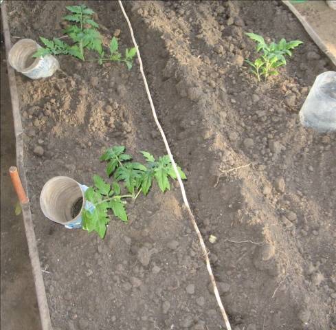 When to plant tomato seedlings in a greenhouse