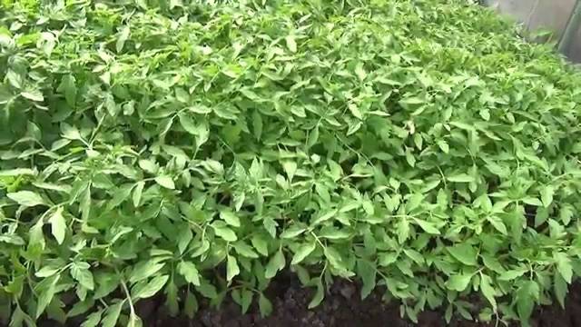 When to plant tomato seedlings in a greenhouse