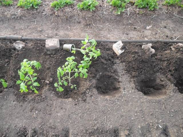 When to plant tomato seedlings in a greenhouse