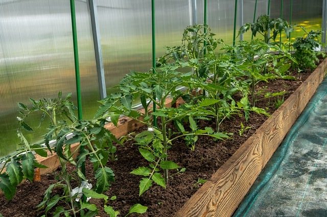 When to plant tomato seedlings in a greenhouse