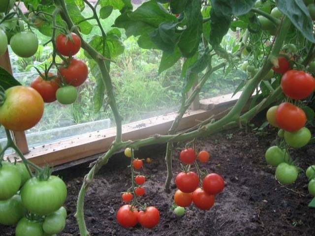 When to plant tomato seedlings in a greenhouse