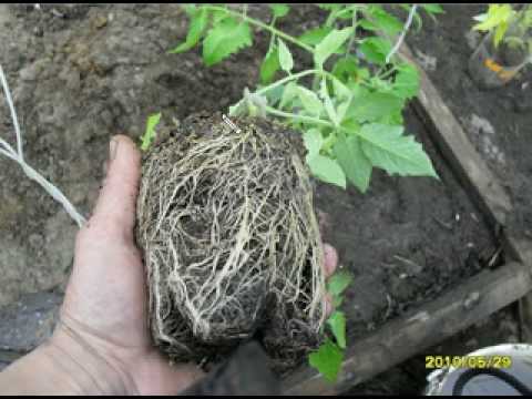 When to plant tomato seedlings in a greenhouse