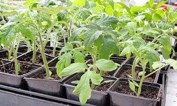 When to plant tomato seedlings in Siberia