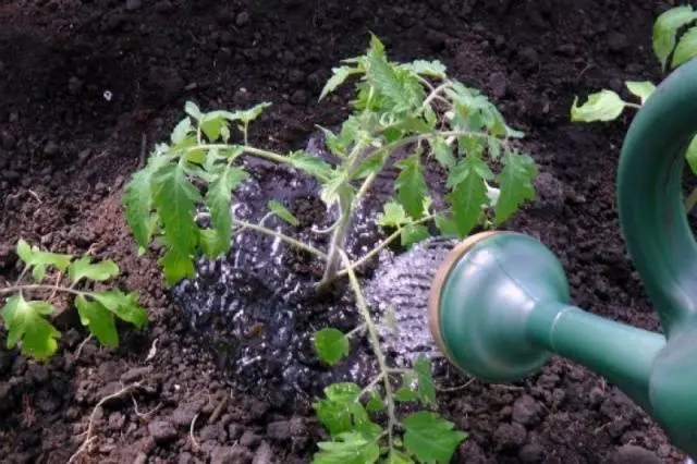 When to plant tomato seedlings in Siberia