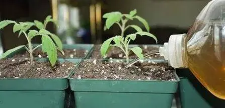 When to plant tomato seedlings in Siberia