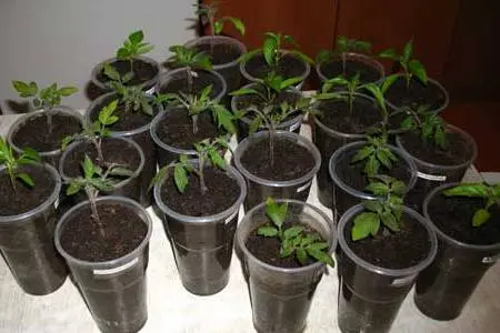 When to plant tomato seedlings in Siberia