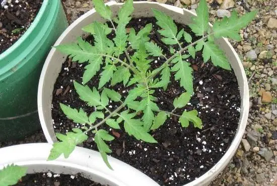 When to plant tomato seedlings in Siberia