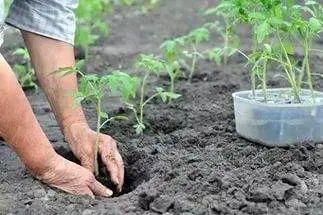 When to plant tomato seedlings in Siberia