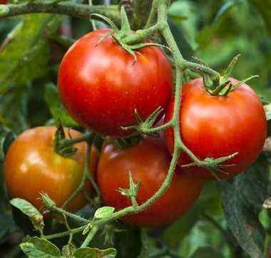 When to plant tomato seedlings in Siberia