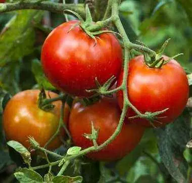 When to plant tomato seedlings in Siberia