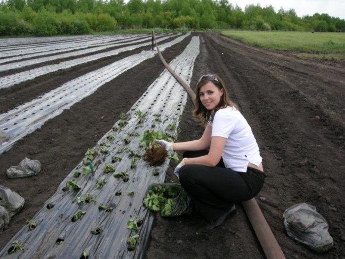 When to plant tomatoes for seedlings and in the ground