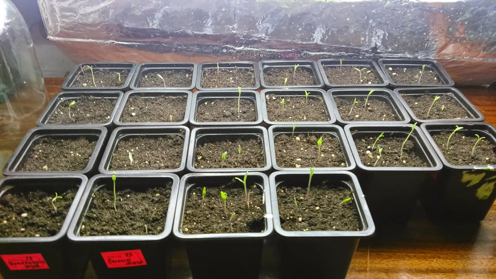 When to plant tomatoes for seedlings and in the ground