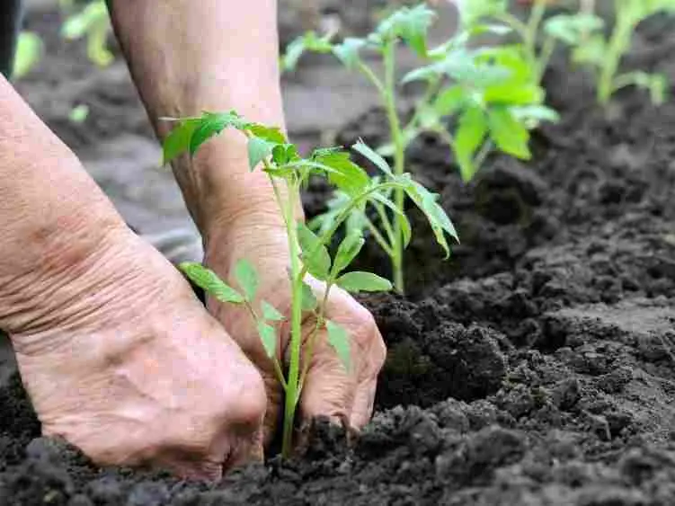 When to plant tomatoes for seedlings and in the ground