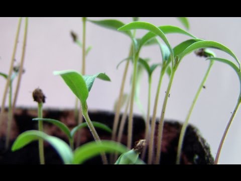 When to plant tomatoes for seedlings and in the ground