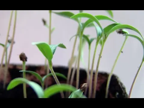 When to plant tomatoes for seedlings and in the ground