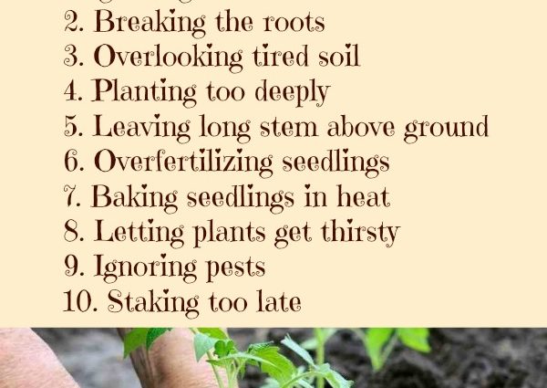 When to plant tomatoes for seedlings and in the ground