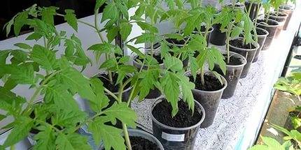 When to plant tomatoes for seedlings for open ground