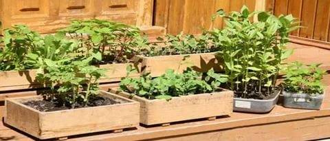 When to plant tomatoes for seedlings for open ground