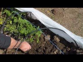 When to plant tomatoes for seedlings for open ground