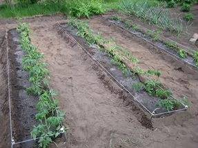 When to plant tomatoes for seedlings for open ground