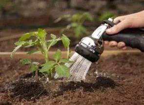 When to plant tomatoes for seedlings for open ground