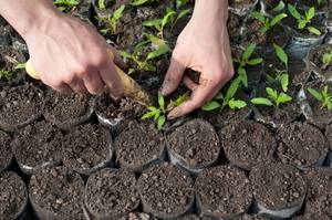 When to plant tomatoes for seedlings for open ground