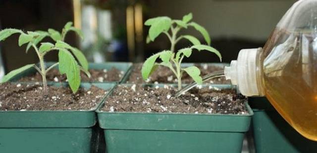 When to plant tomatoes for seedlings for open ground