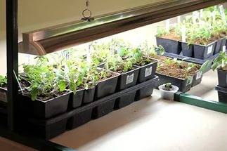 When to plant tomatoes for seedlings for open ground