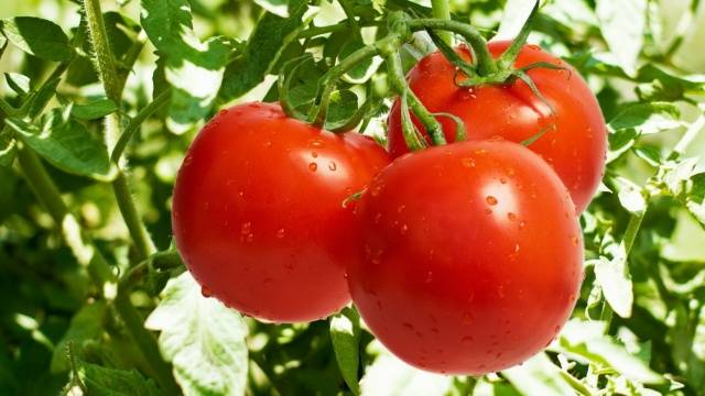 When to plant tomatoes in a greenhouse and soil in the suburbs