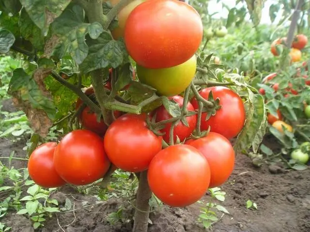 When to plant tomatoes in a greenhouse and soil in the suburbs