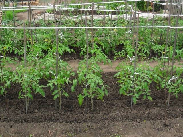 When to plant tomatoes in a greenhouse and soil in the suburbs