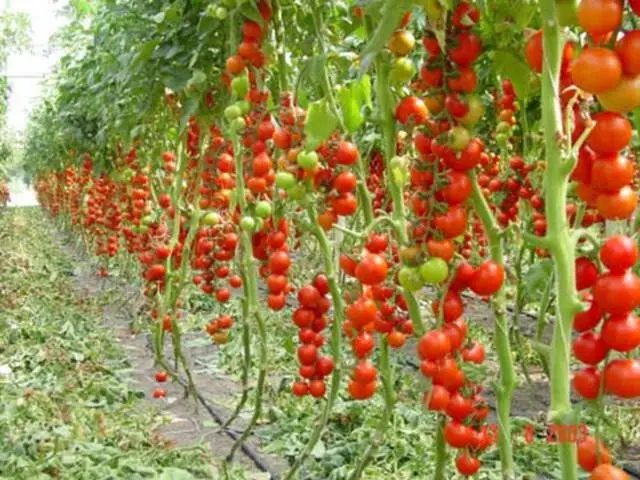 When to plant tomatoes in a greenhouse and soil in the suburbs