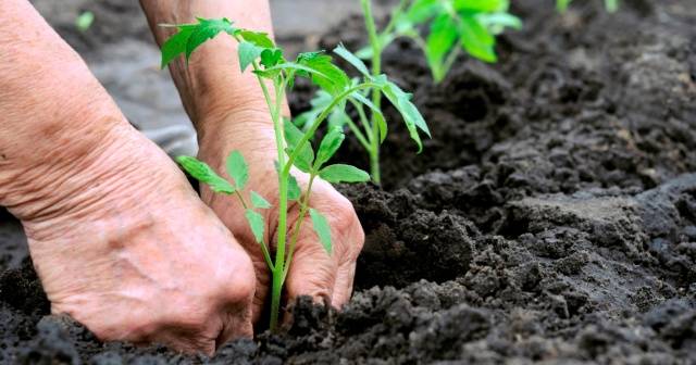 When to plant tomatoes in a greenhouse and soil in the suburbs