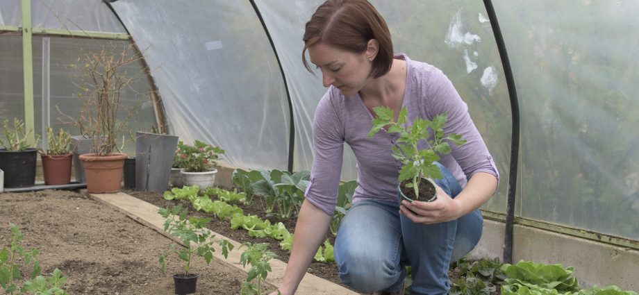 When to plant tomatoes in a greenhouse and soil in the suburbs