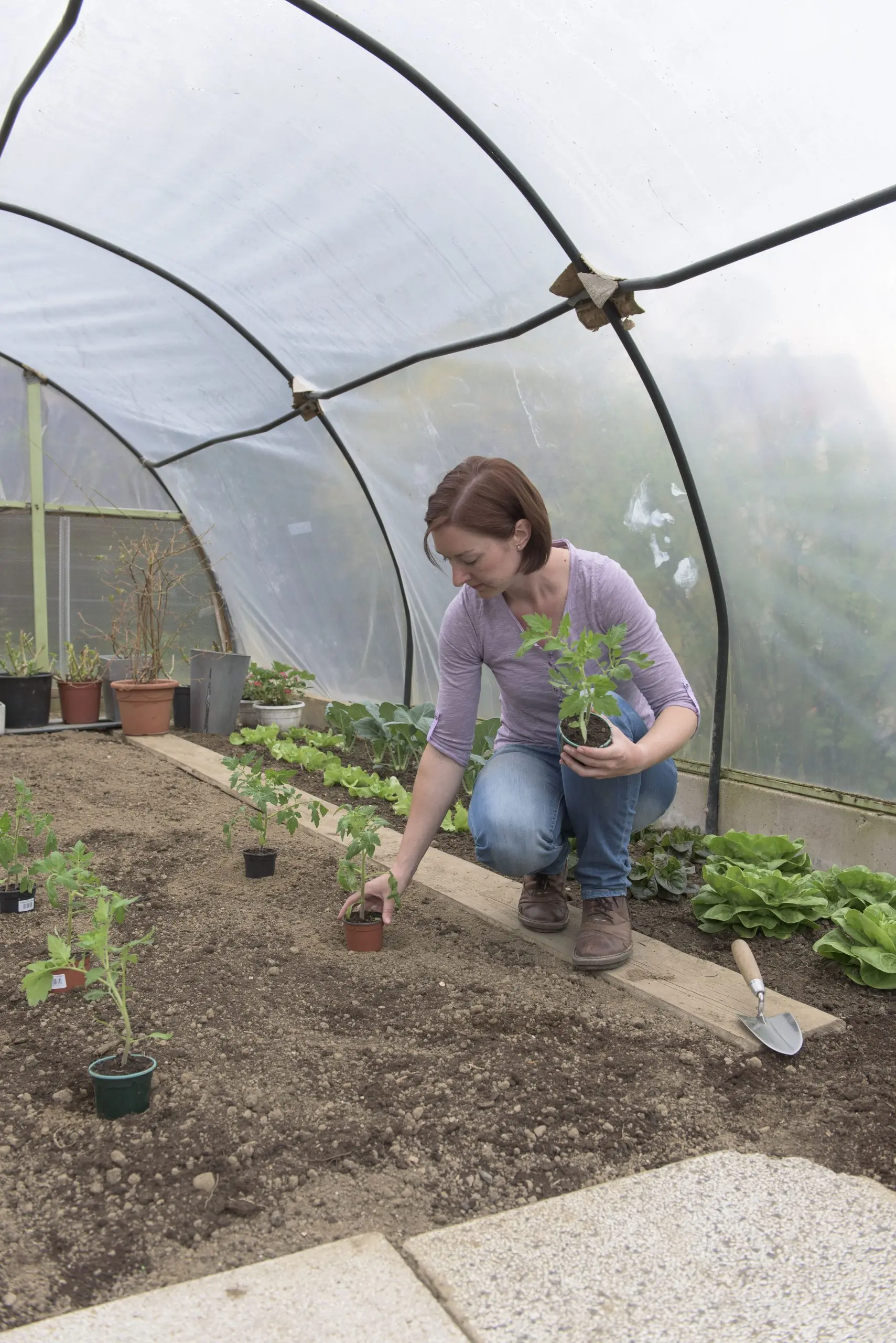 When to plant tomatoes in a greenhouse and soil in the suburbs