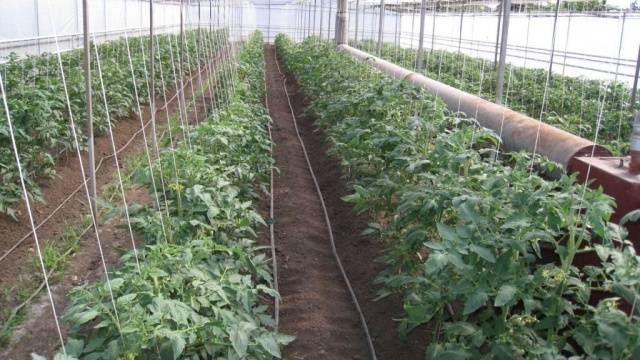 When to plant tomatoes in a greenhouse in Siberia